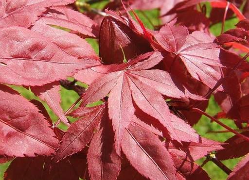 Japanese Maple red palmatum leaf